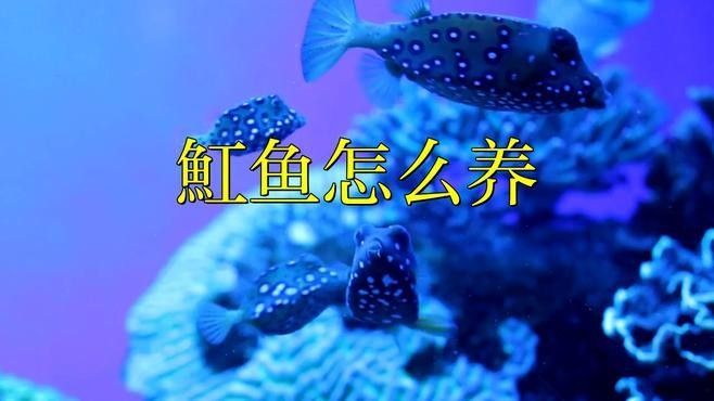 龍魚混養(yǎng)魚推薦圖片高清版