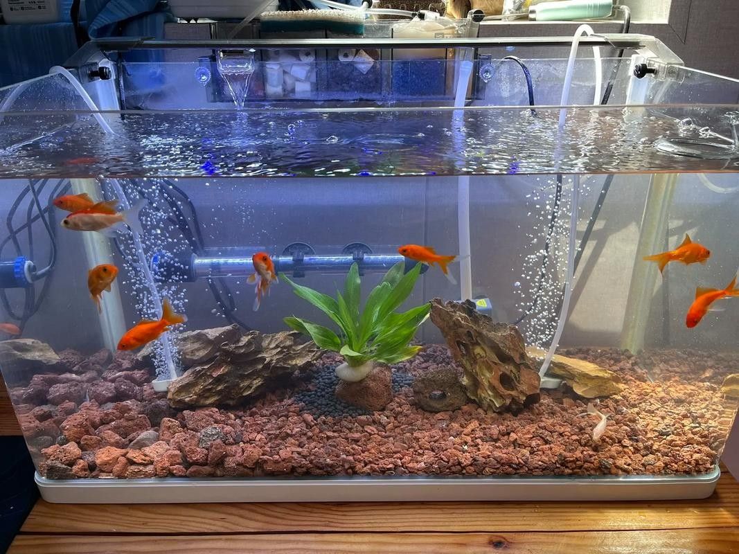 龍魚混養(yǎng)魚推薦圖片高清版