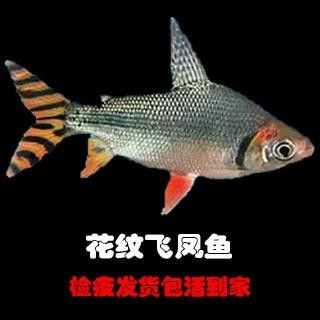 龍魚混養(yǎng)魚推薦圖片高清版