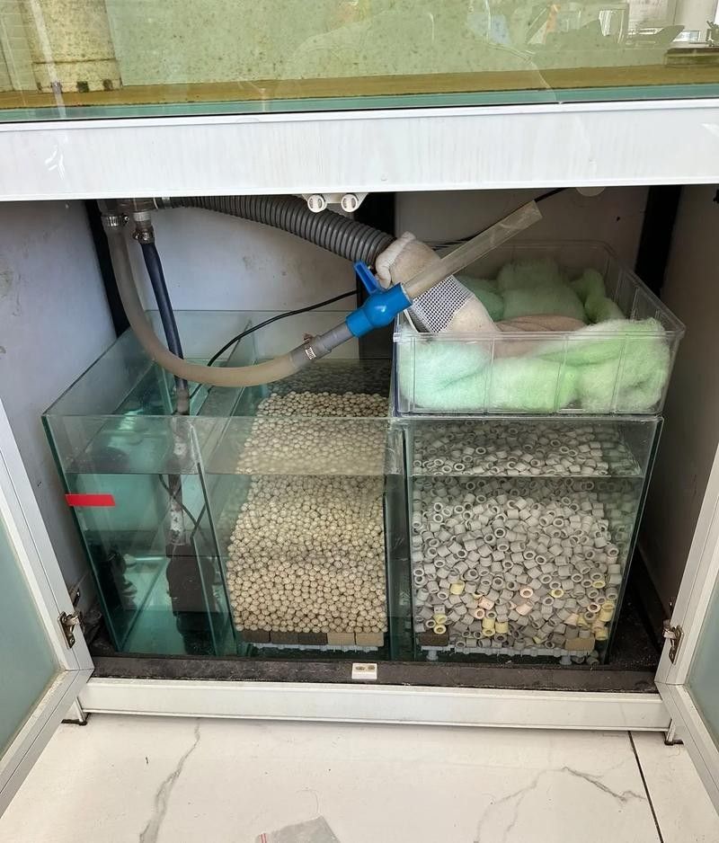 龍魚混養(yǎng)魚推薦圖片高清版