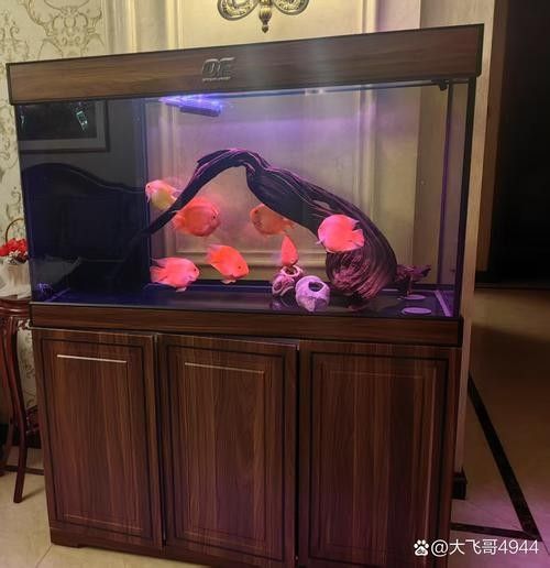 龍魚混養(yǎng)魚推薦圖片高清版