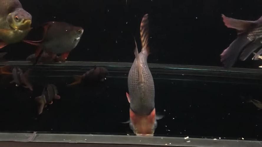 龍魚混養(yǎng)魚推薦圖片高清版