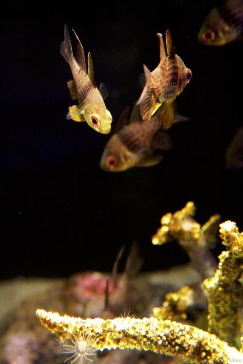 龍魚混養(yǎng)魚推薦圖片高清版