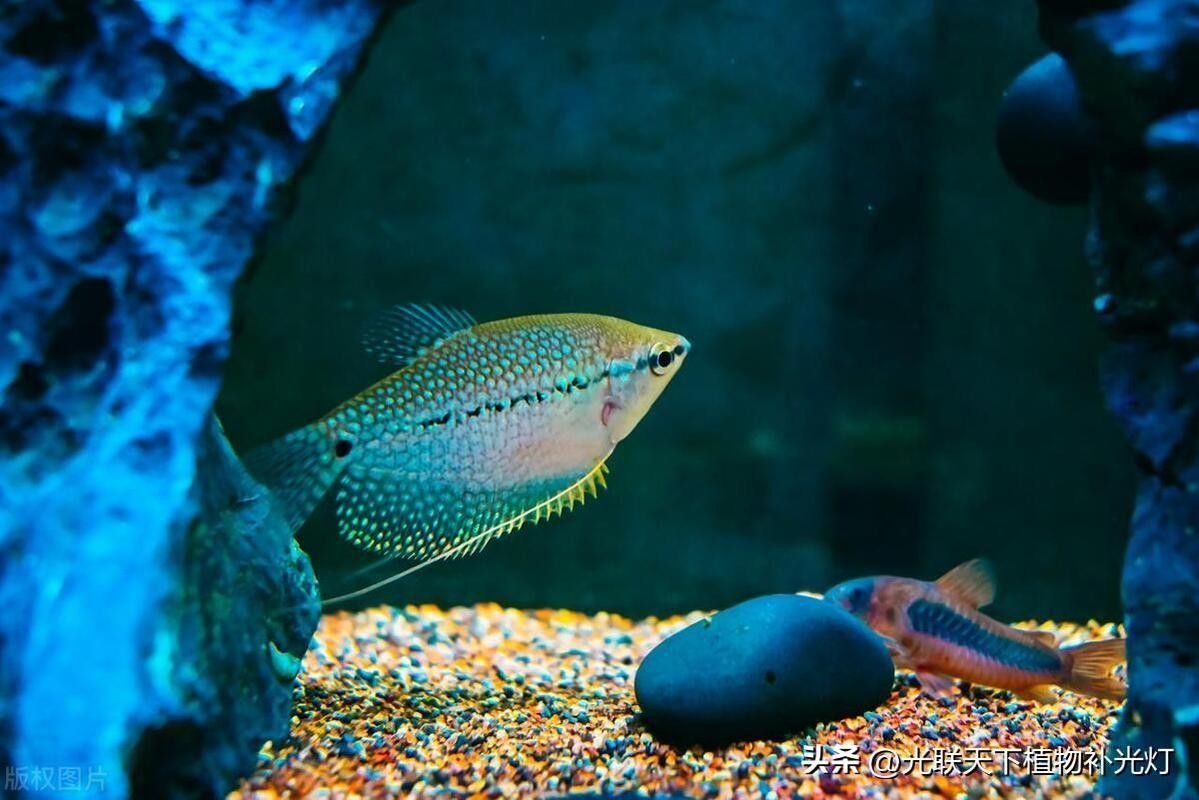 龍魚混養(yǎng)魚推薦圖片高清版