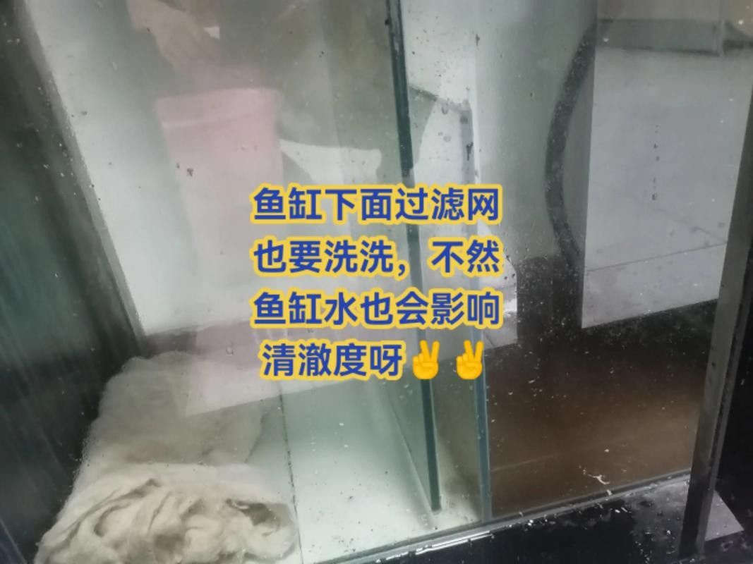 龍魚混養(yǎng)魚推薦圖片高清版