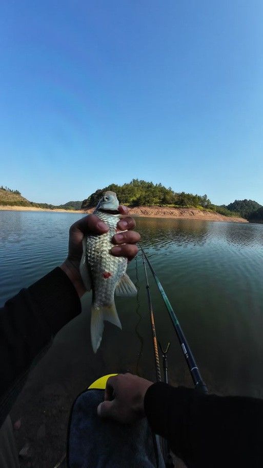 青龍魚是什么魚種圖片
