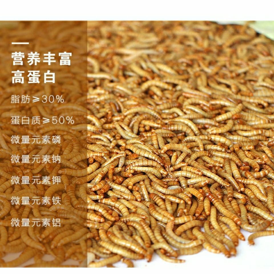 祥龍龍魚魚糧的蛋白質來源：如何判斷龍魚飼料中蛋白質的最佳比例