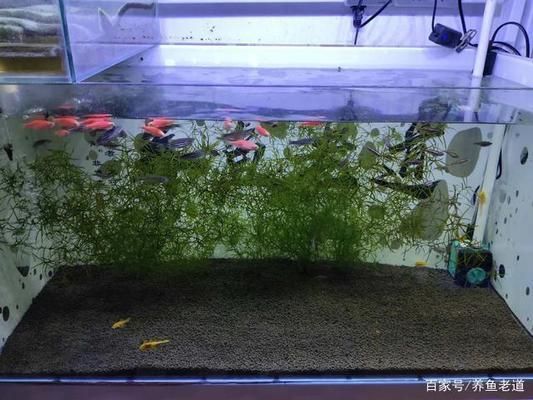 為什么大魚缸不用水泵抽水，人工換水對魚健康的注意事項介紹人工換水對魚健康的注意事項