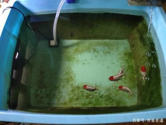 為什么大魚缸不用水泵抽水，人工換水對魚健康的注意事項介紹人工換水對魚健康的注意事項