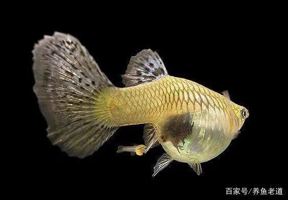 為什么大魚缸不用水泵抽水，人工換水對魚健康的注意事項介紹人工換水對魚健康的注意事項