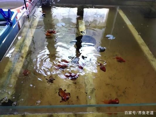 為什么大魚缸不用水泵抽水，人工換水對魚健康的注意事項介紹人工換水對魚健康的注意事項