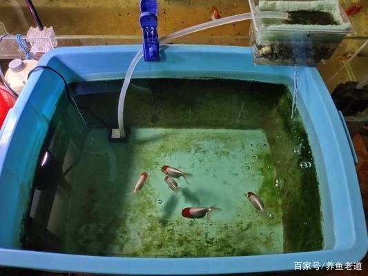 為什么大魚缸不用水泵抽水，人工換水對魚健康的注意事項介紹人工換水對魚健康的注意事項