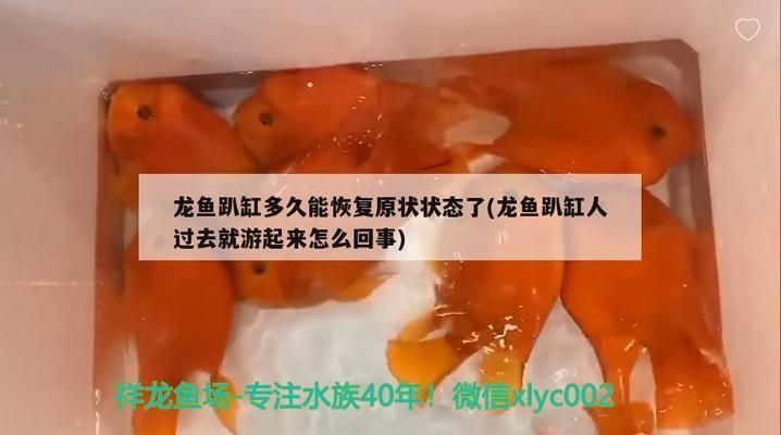 龍魚爬缸多久能恢復原狀狀態：龍魚可能需要更長的時間來恢復