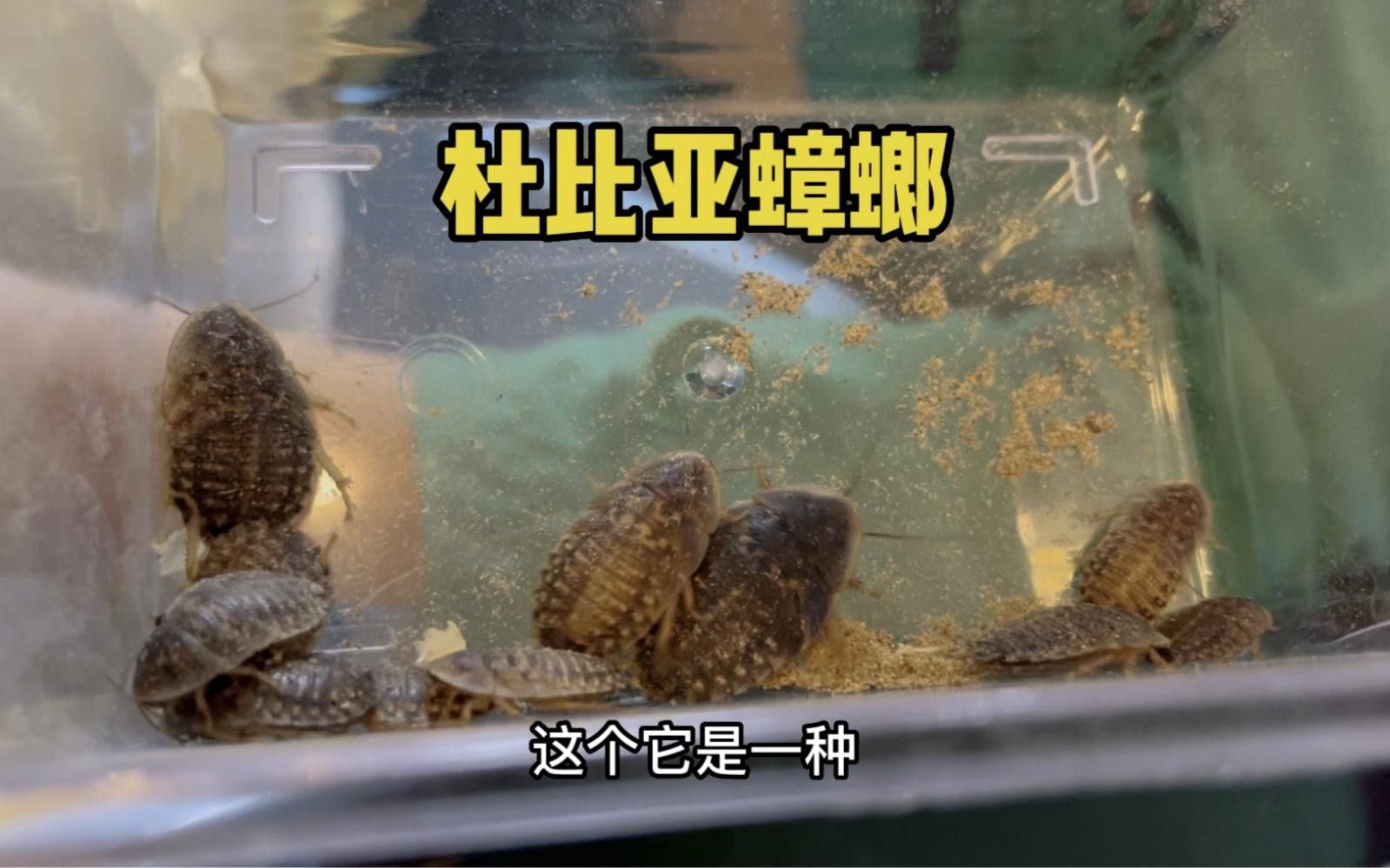 哪些昆蟲適合喂龍魚？