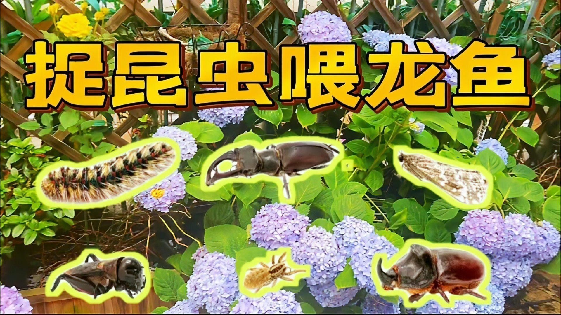 哪些昆蟲適合喂龍魚？