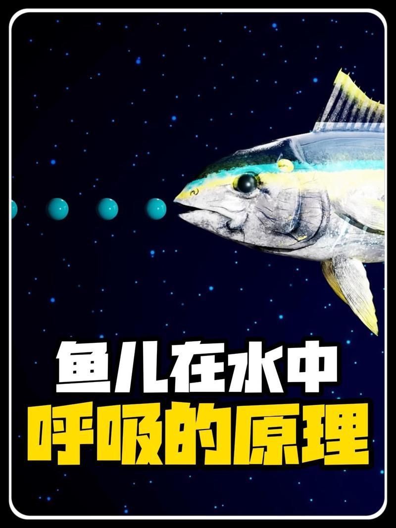 金魚的肺是怎么呼吸的 金魚的肺是怎么呼吸的 龍魚百科 第12張