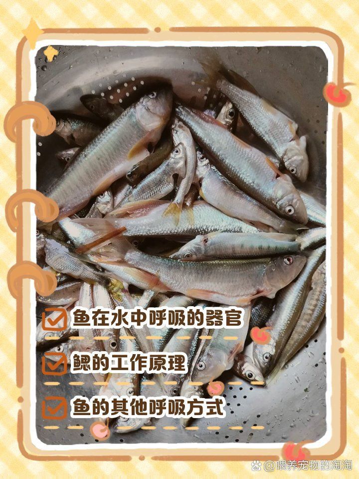 金魚的肺是怎么呼吸的 金魚的肺是怎么呼吸的 龍魚百科 第18張