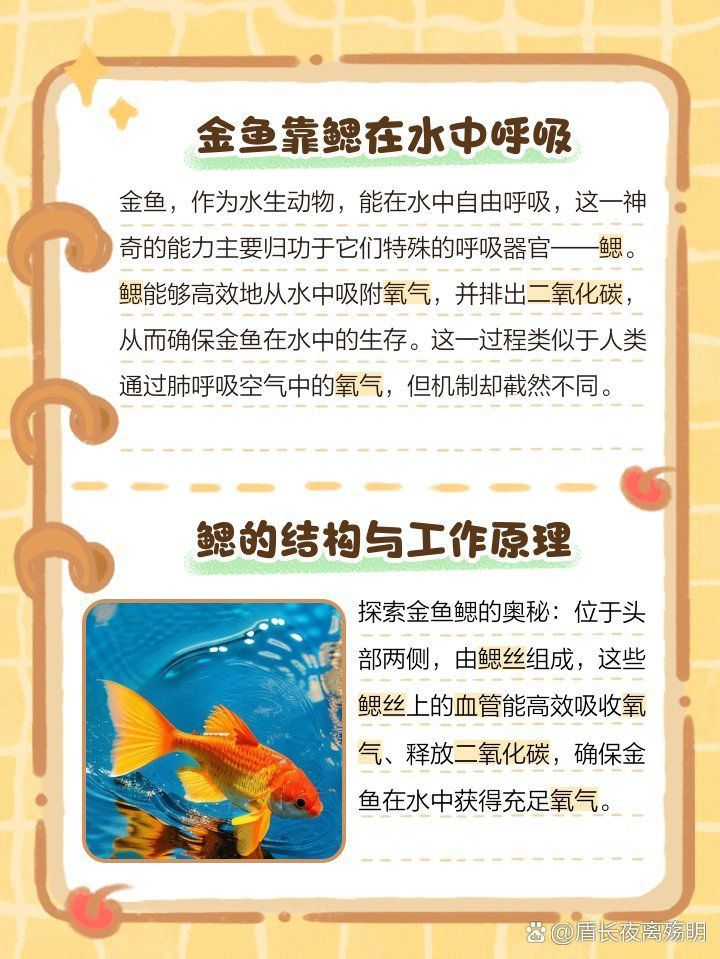 金魚的肺是怎么呼吸的 金魚的肺是怎么呼吸的 龍魚百科 第16張
