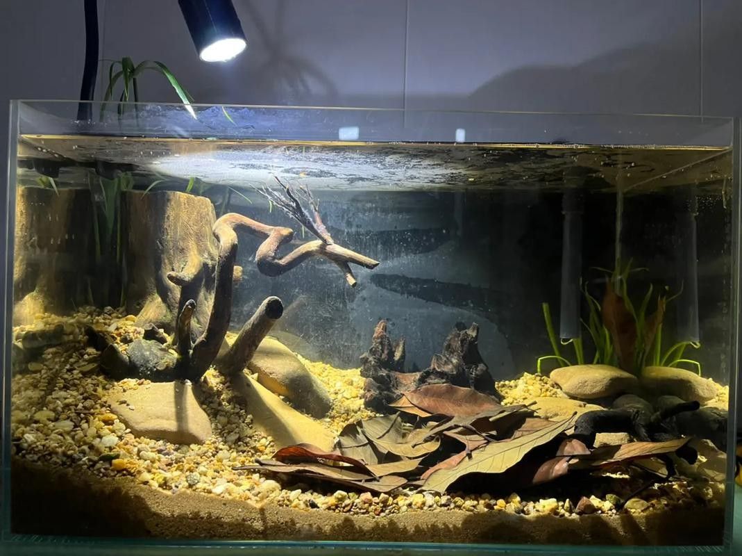 龍魚原生缸