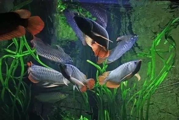 龍魚原生缸