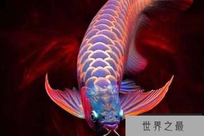 印尼小紅龍魚價(jià)格歷史數(shù)據(jù)：印尼小紅龍魚價(jià)格歷史數(shù)據(jù)顯示出一定的波動(dòng)性受到多種因素影響 印尼小紅龍魚價(jià)格歷史數(shù)據(jù)：印尼小紅龍魚價(jià)格歷史數(shù)據(jù)顯示出一定的波動(dòng)性受到多種因素影響 龍魚百科 第4張