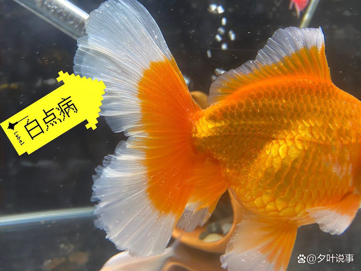 龍魚內寄生蟲感染會自愈嗎？