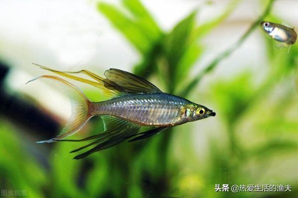 觀賞魚繁殖環境布置指南：孔雀魚繁殖缸布置要點，斗魚繁殖環境優化方法 觀賞魚繁殖環境布置指南：孔雀魚繁殖缸布置要點，斗魚繁殖環境優化方法 龍魚百科 第1張