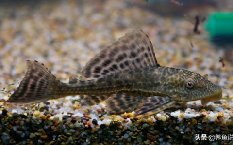 觀賞魚繁殖環境布置指南：孔雀魚繁殖缸布置要點，斗魚繁殖環境優化方法 觀賞魚繁殖環境布置指南：孔雀魚繁殖缸布置要點，斗魚繁殖環境優化方法 龍魚百科 第2張