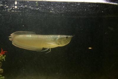 龍魚糞便漂浮原因分析（過量投喂是引起龍魚糞便漂浮的常見原因之一龍魚糞便漂浮） 龍魚糞便漂浮原因分析（過量投喂是引起龍魚糞便漂浮的常見原因之一龍魚糞便漂浮） 龍魚百科 第4張