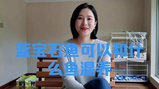 藍寶石魚和其它魚的混養方法