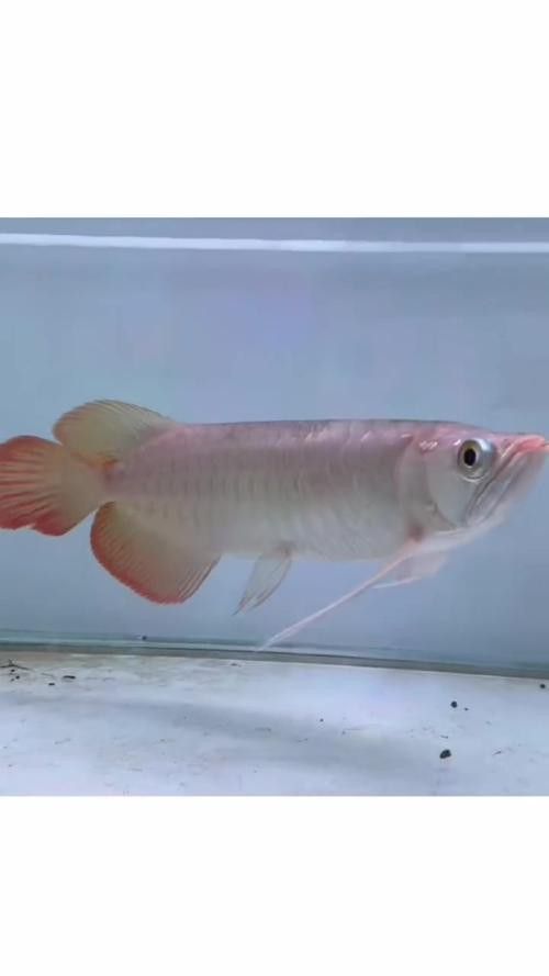 能推薦一些動(dòng)態(tài)紅金龍魚(yú)壁紙嗎？