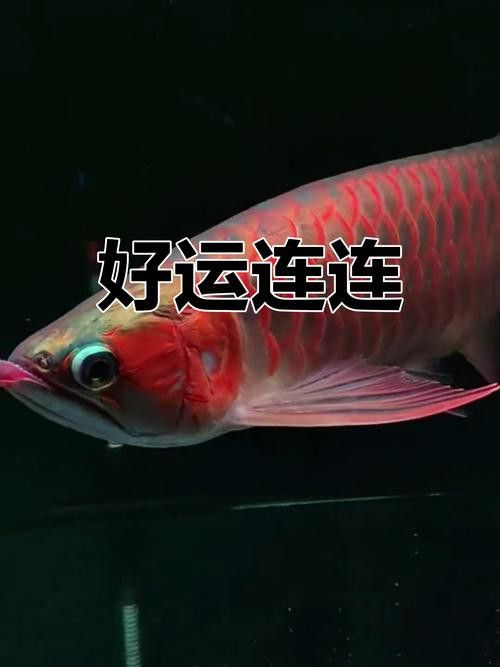 能推薦一些動(dòng)態(tài)紅金龍魚(yú)壁紙嗎？