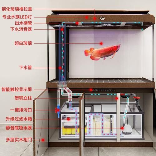龍魚適合什么濾材養 龍魚適合什么濾材養 龍魚百科 第4張