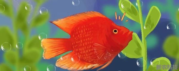 6700K燈光對龍魚生長有何影響？