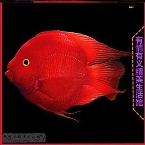 6700K燈光對龍魚生長有何影響？