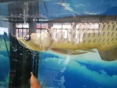古典過背金龍魚值錢嗎：古典過背金龍魚的市場價格如何？
