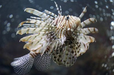 深海龍魚百科：深海龍魚是一類適應深海龍魚的代表物種之一