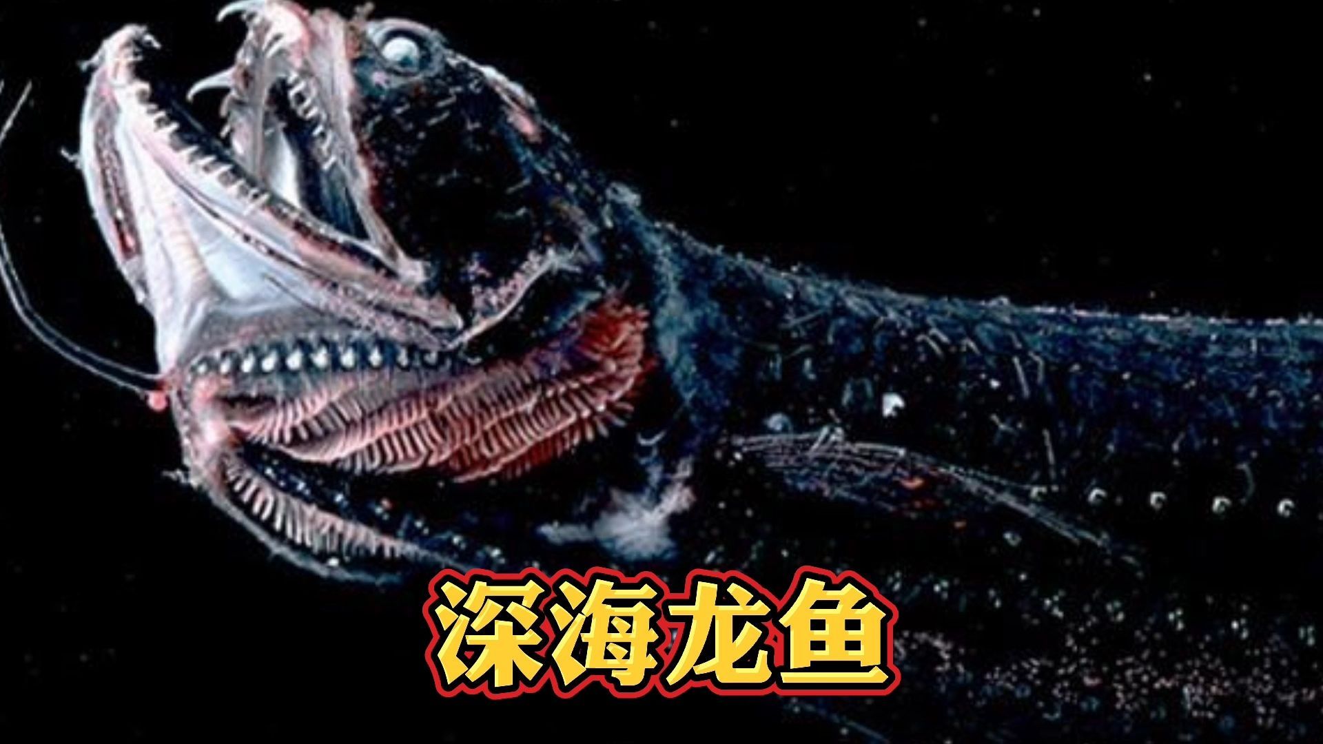 深海龍魚百科：深海龍魚是一類適應深海龍魚的代表物種之一