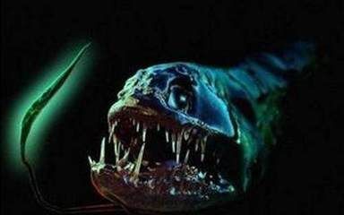 深海龍魚百科：深海龍魚是一類適應深海龍魚的代表物種之一