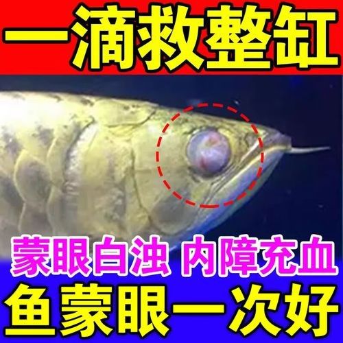 龍魚眼睛突出怎么回事圖片 龍魚百科 第10張 龍魚眼睛突出怎么回事圖片 龍魚眼睛突出怎么回事圖片 龍魚百科 第10張