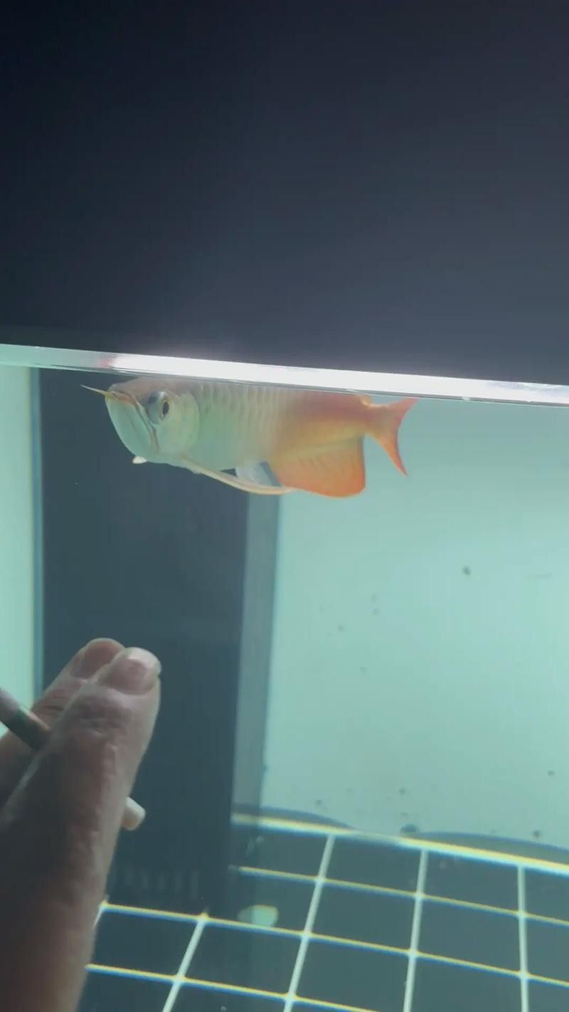 龍魚眼睛突出怎么回事圖片 龍魚百科 第16張 龍魚眼睛突出怎么回事圖片 龍魚眼睛突出怎么回事圖片 龍魚百科 第16張