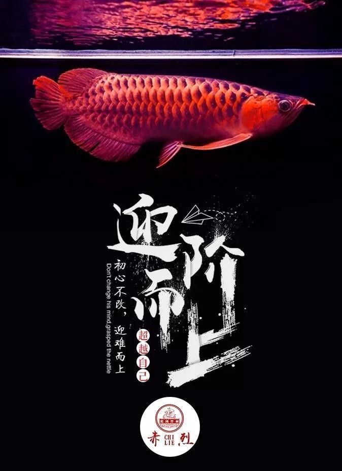 龍魚眼睛突出怎么回事圖片 龍魚眼睛突出怎么回事圖片 龍魚百科 第27張