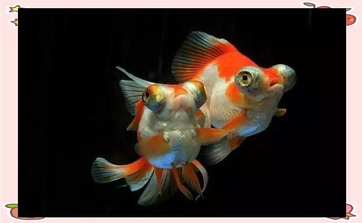 龍魚眼睛突出怎么回事圖片 龍魚眼睛突出怎么回事圖片 龍魚百科 第25張