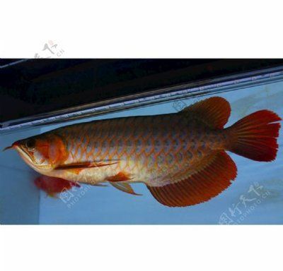 什么紅龍魚發色好看又好養：紅龍魚發色和飼養注意事項紅龍魚發色過程和注意事項