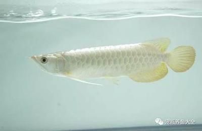 白色的龍魚長什么樣子的龍魚長什么樣子龍魚長什么樣：白色的龍魚長什么樣