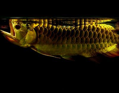 金龍魚浮頭游姿不穩:金龍魚浮頭可能有多種原因 龍魚百科 第2張 金龍魚浮頭游姿不穩:金龍魚浮頭可能有多種原因 金龍魚浮頭游姿不穩:金龍魚浮頭可能有多種原因 龍魚百科 第2張