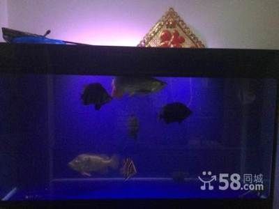 40cm寬的魚缸能不能養龍魚（40厘米寬的魚缸能養龍魚嗎）