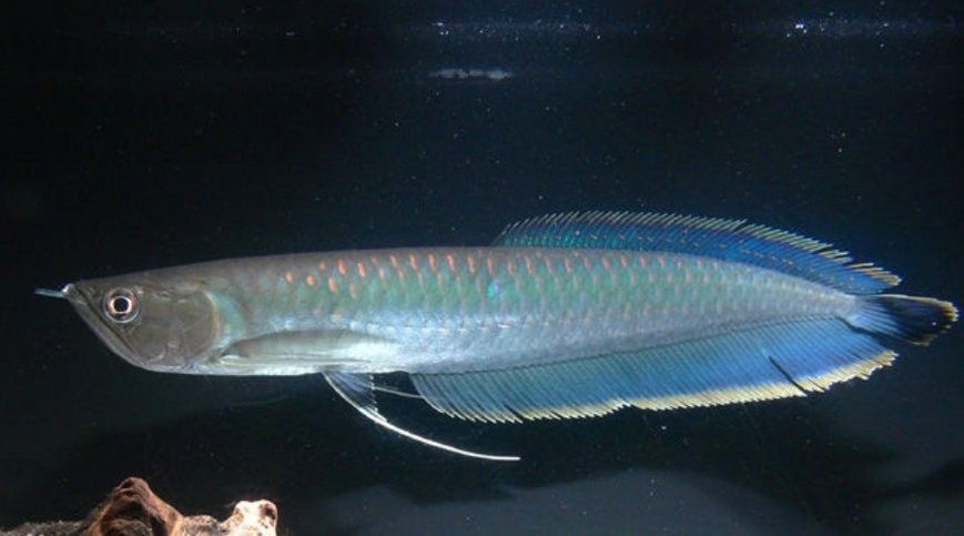 銀龍魚比金龍魚便宜多少