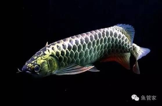 龍魚嘔吐綠色的東西：龍魚嘔吐綠色物質可能是由于多種原因引起的