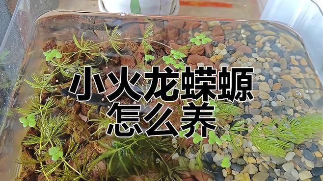 有哪些適合小火龍的食物？